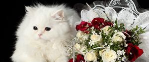 Preview wallpaper cat, flower, roses, black background