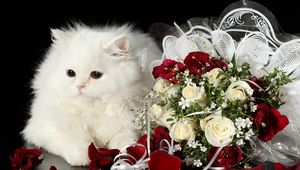 Preview wallpaper cat, flower, roses, black background