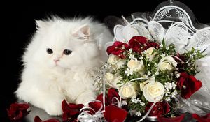 Preview wallpaper cat, flower, roses, black background