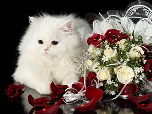 Preview wallpaper cat, flower, roses, black background