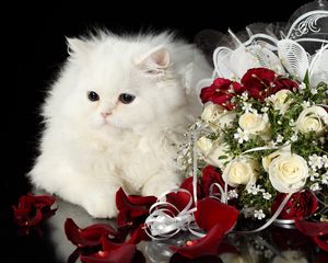 Preview wallpaper cat, flower, roses, black background