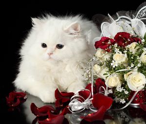 Preview wallpaper cat, flower, roses, black background