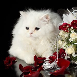 Preview wallpaper cat, flower, roses, black background