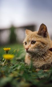 Preview wallpaper cat, flowers, dandelions, animal, pet, brown