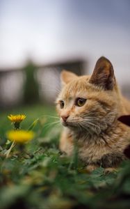 Preview wallpaper cat, flowers, dandelions, animal, pet, brown