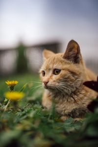 Preview wallpaper cat, flowers, dandelions, animal, pet, brown