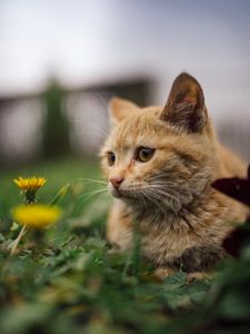 Preview wallpaper cat, flowers, dandelions, animal, pet, brown