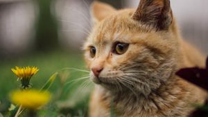 Preview wallpaper cat, flowers, dandelions, animal, pet, brown