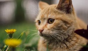 Preview wallpaper cat, flowers, dandelions, animal, pet, brown