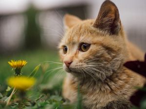 Preview wallpaper cat, flowers, dandelions, animal, pet, brown