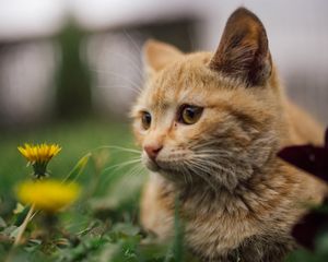 Preview wallpaper cat, flowers, dandelions, animal, pet, brown