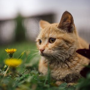 Preview wallpaper cat, flowers, dandelions, animal, pet, brown