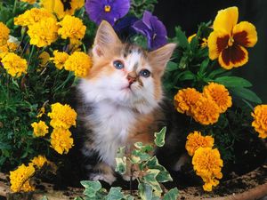 Preview wallpaper cat, flowers, face, fluffy