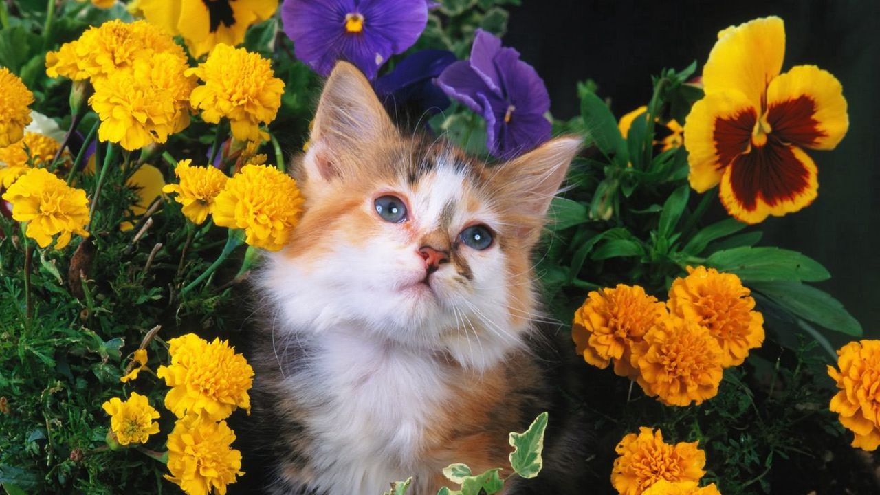 Wallpaper cat, flowers, face, fluffy hd, picture, image