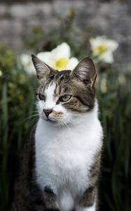 Preview wallpaper cat, flowers, glance, pet, animal