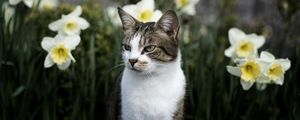 Preview wallpaper cat, flowers, glance, pet, animal