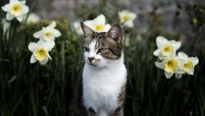 Preview wallpaper cat, flowers, glance, pet, animal