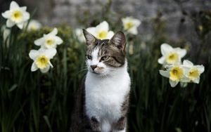 Preview wallpaper cat, flowers, glance, pet, animal