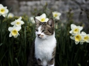 Preview wallpaper cat, flowers, glance, pet, animal