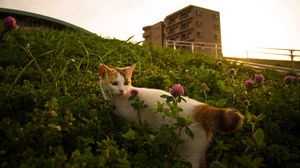 Preview wallpaper cat, flowers, grass, pet