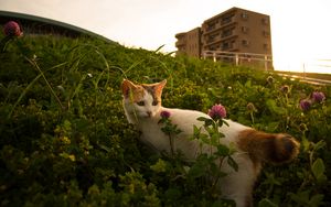 Preview wallpaper cat, flowers, grass, pet