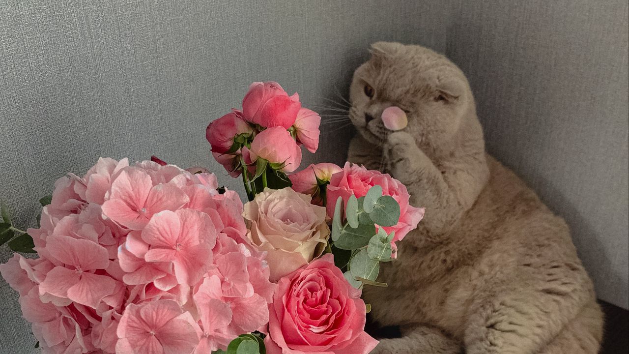 Wallpaper cat, flowers, petals, animal, funny