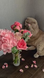 Preview wallpaper cat, flowers, petals, animal, funny