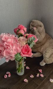 Preview wallpaper cat, flowers, petals, animal, funny