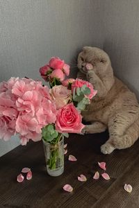 Preview wallpaper cat, flowers, petals, animal, funny