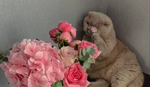 Preview wallpaper cat, flowers, petals, animal, funny