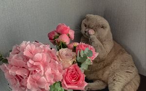 Preview wallpaper cat, flowers, petals, animal, funny