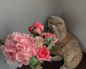 Preview wallpaper cat, flowers, petals, animal, funny