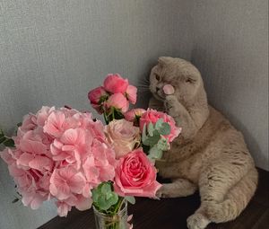 Preview wallpaper cat, flowers, petals, animal, funny