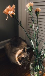 Preview wallpaper cat, flowers, vase, animal, pet