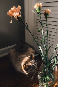 Preview wallpaper cat, flowers, vase, animal, pet