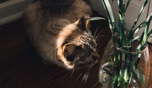 Preview wallpaper cat, flowers, vase, animal, pet