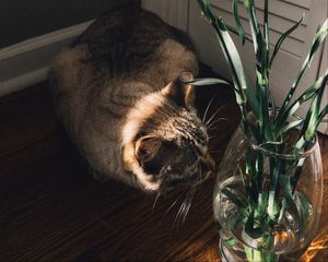 Preview wallpaper cat, flowers, vase, animal, pet