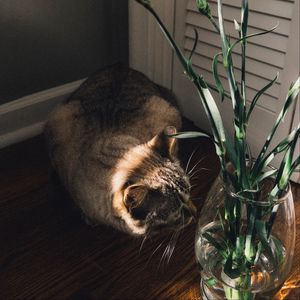 Preview wallpaper cat, flowers, vase, animal, pet