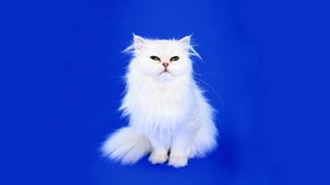 Preview wallpaper cat, fluffy, background, photo shoot, look
