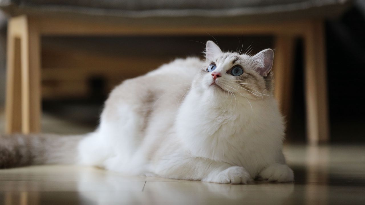 Wallpaper cat, fluffy, beautiful