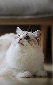 Preview wallpaper cat, fluffy, beautiful