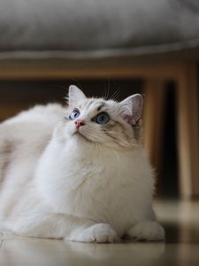 Preview wallpaper cat, fluffy, beautiful