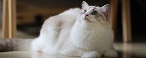 Preview wallpaper cat, fluffy, beautiful
