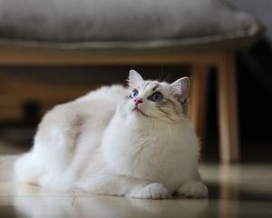 Preview wallpaper cat, fluffy, beautiful