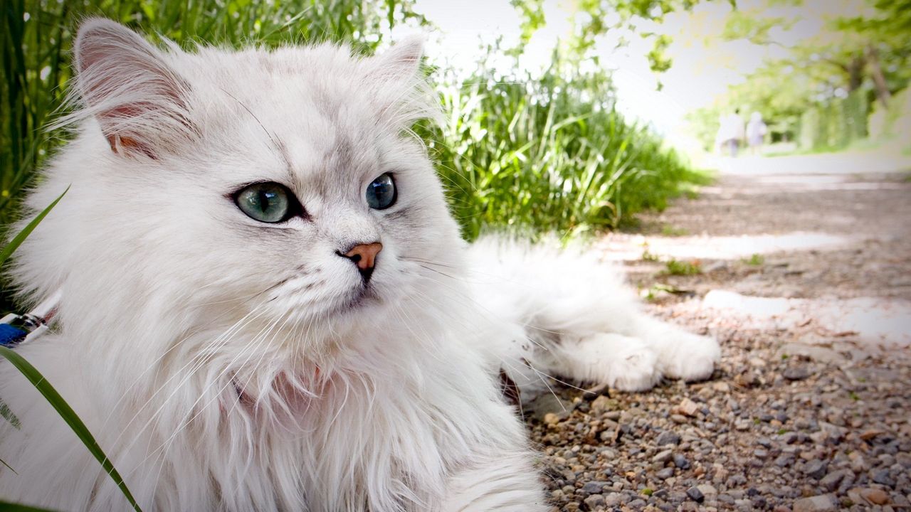 Wallpaper cat, fluffy, beautiful, lie