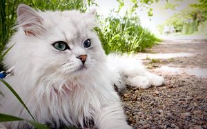 Preview wallpaper cat, fluffy, beautiful, lie