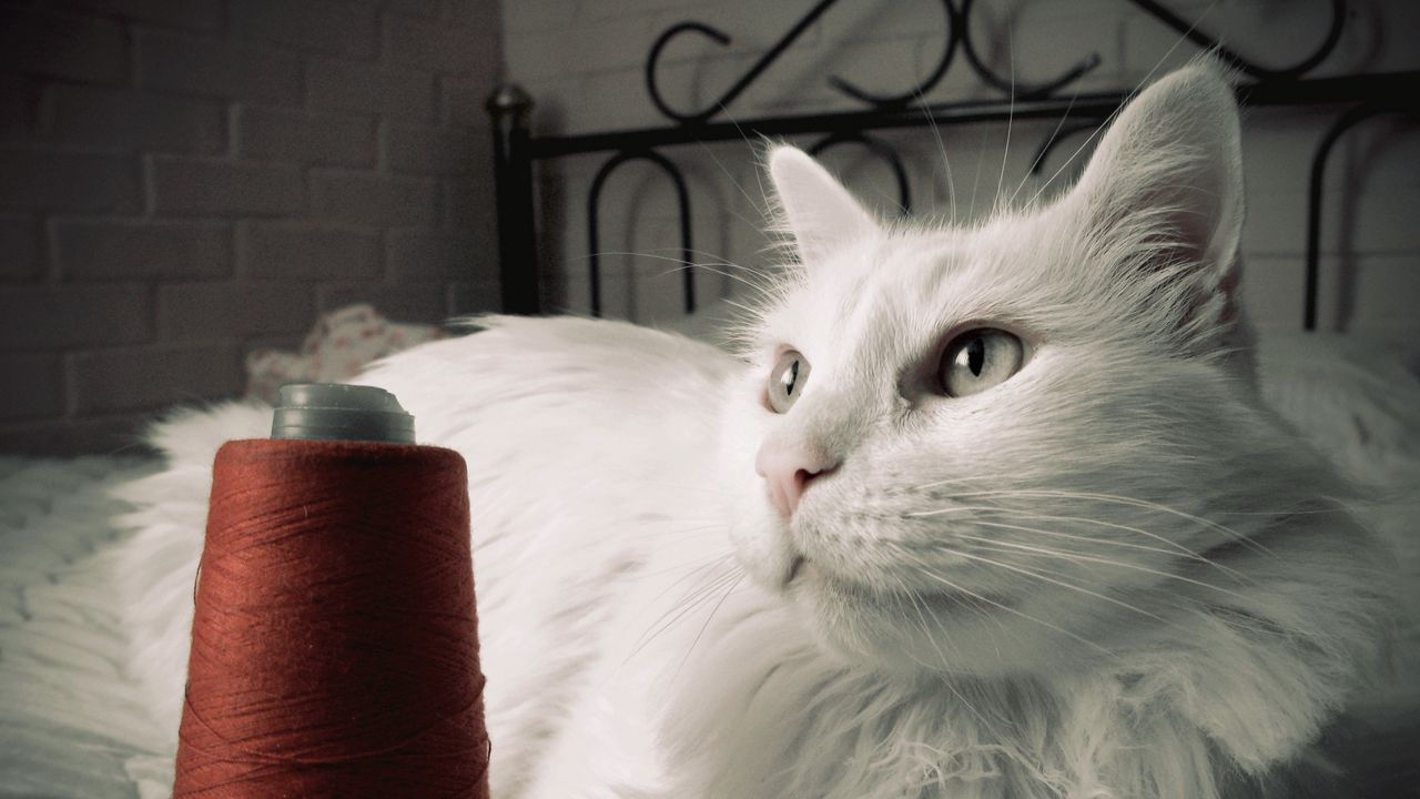 Wallpaper cat, fluffy, bed, thread, opinion