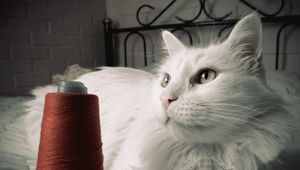 Preview wallpaper cat, fluffy, bed, thread, opinion