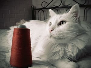 Preview wallpaper cat, fluffy, bed, thread, opinion