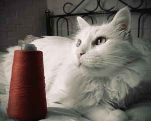 Preview wallpaper cat, fluffy, bed, thread, opinion